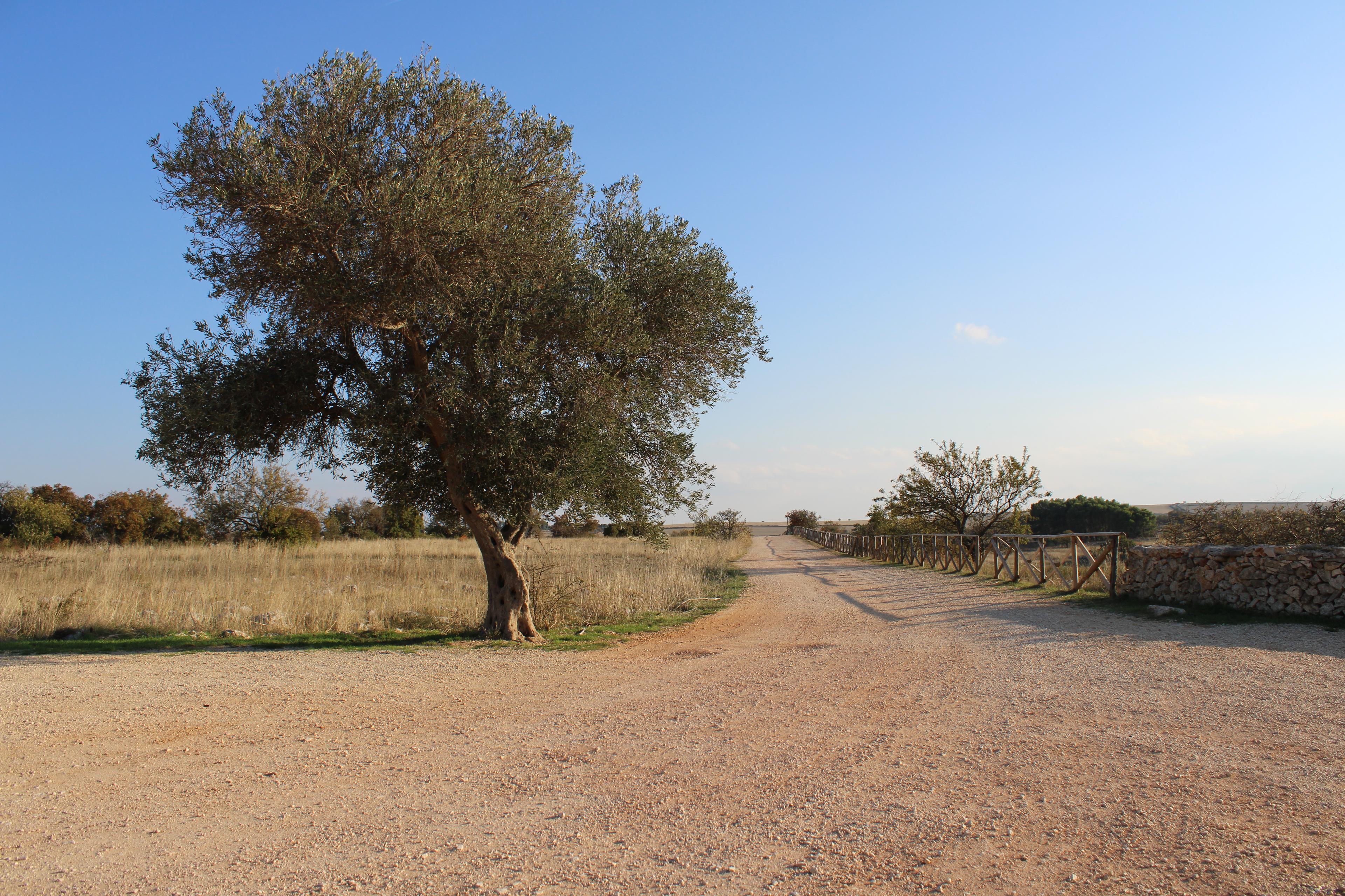 Bari Welcome News Test